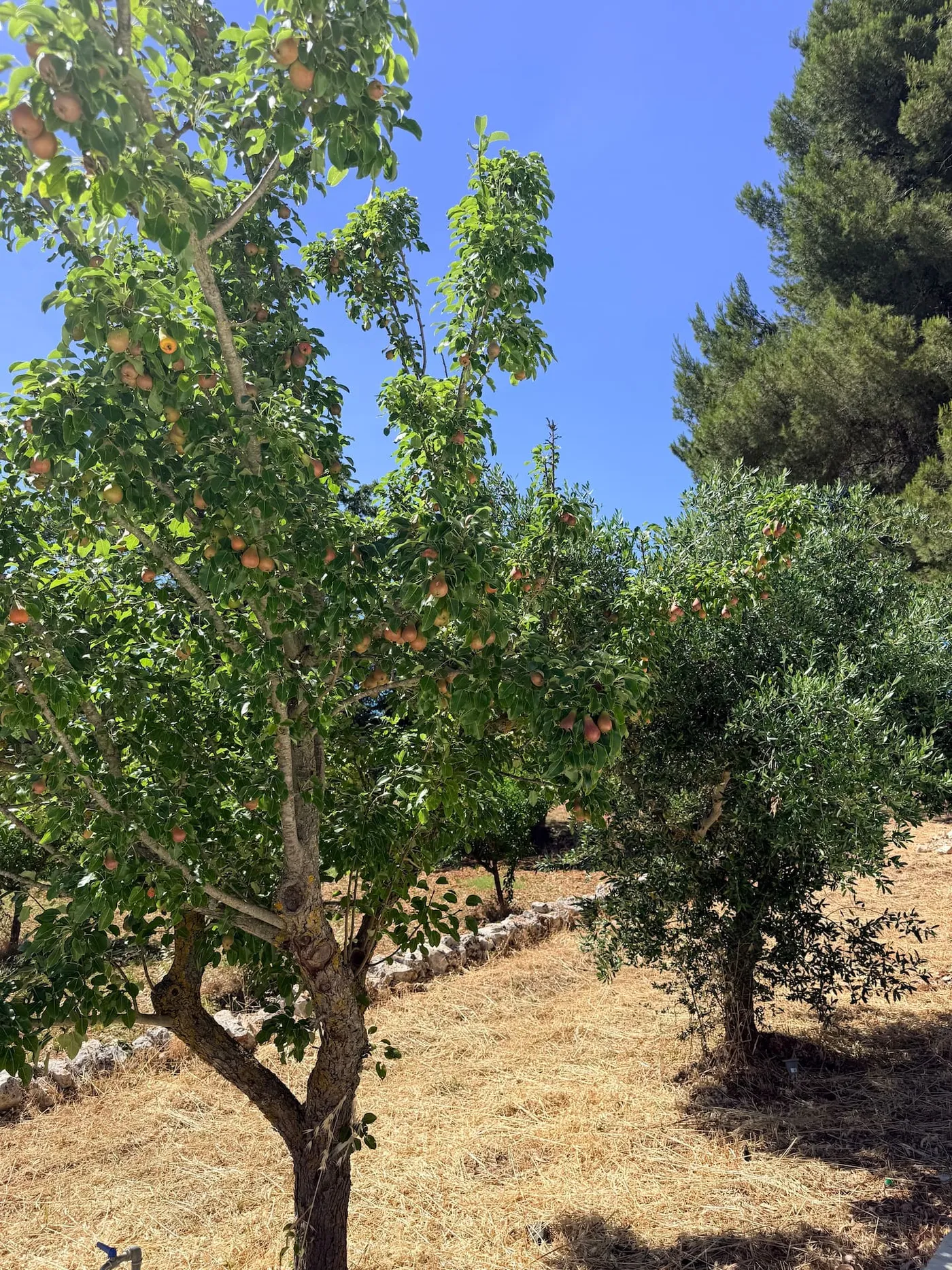 Glimpse of the olive trees at sunset