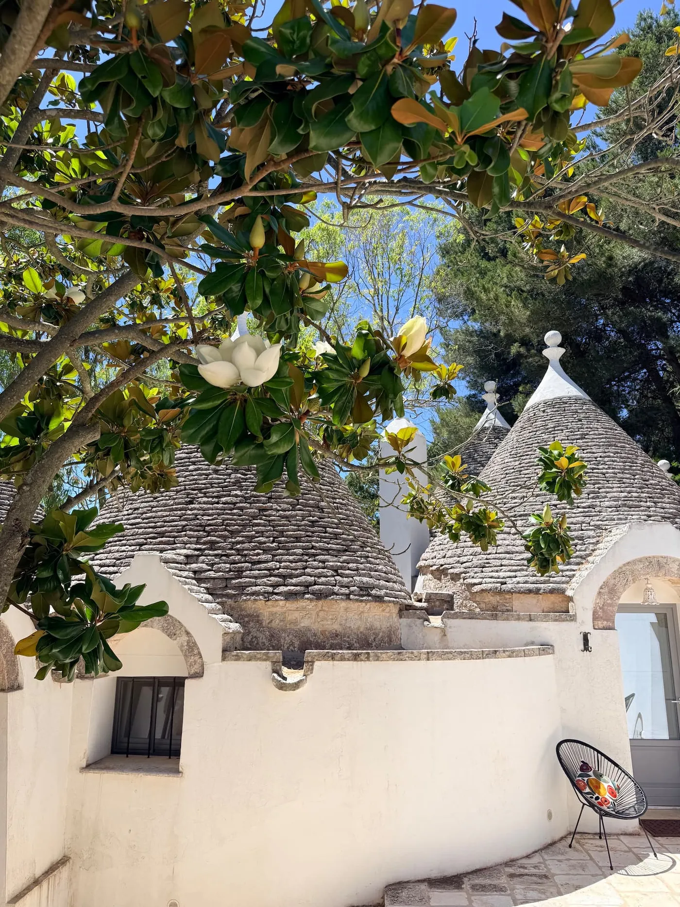 A white trullo of Trulli Musorosso among the olive trees