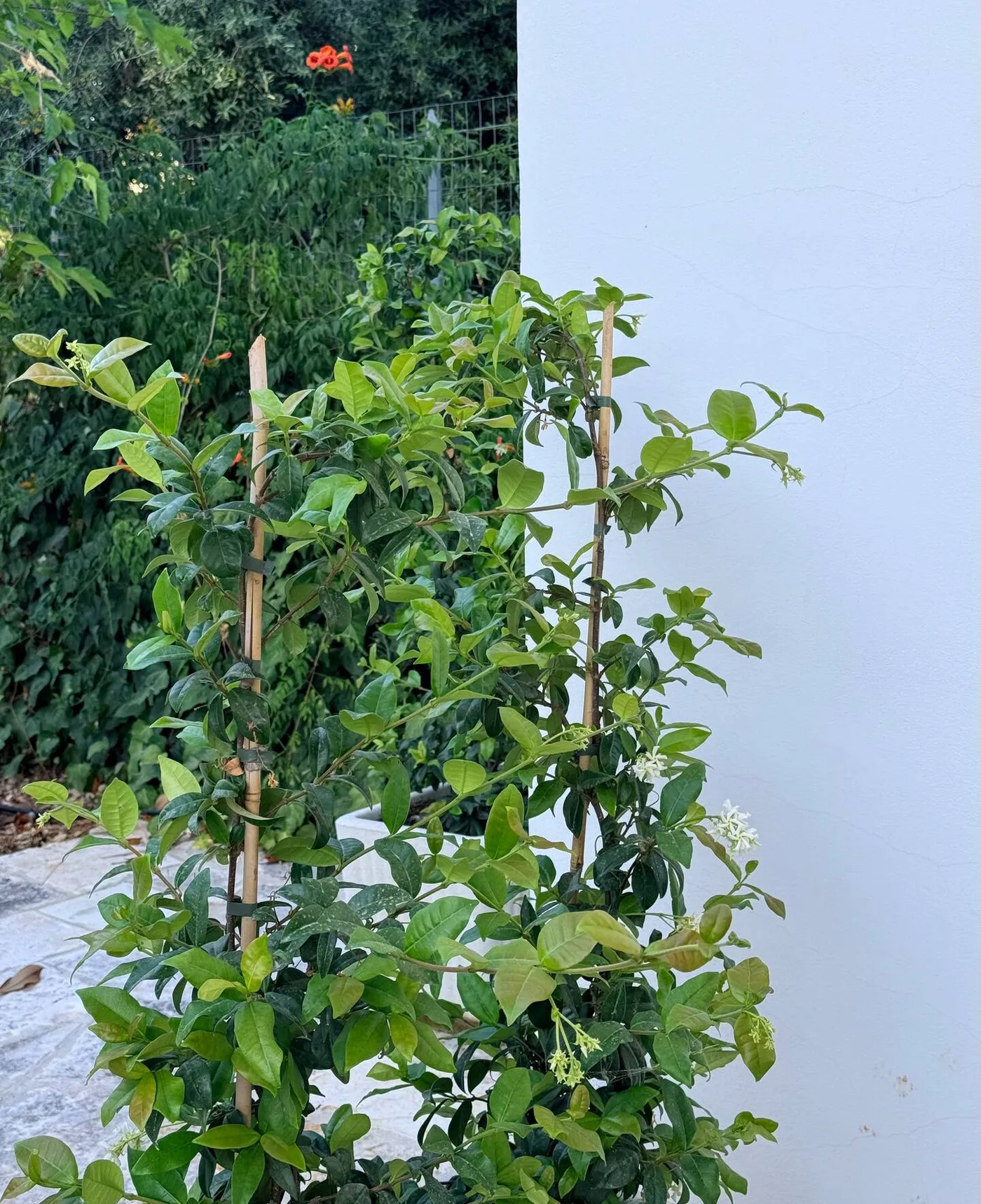 Shaded patio in the Mediterranean garden