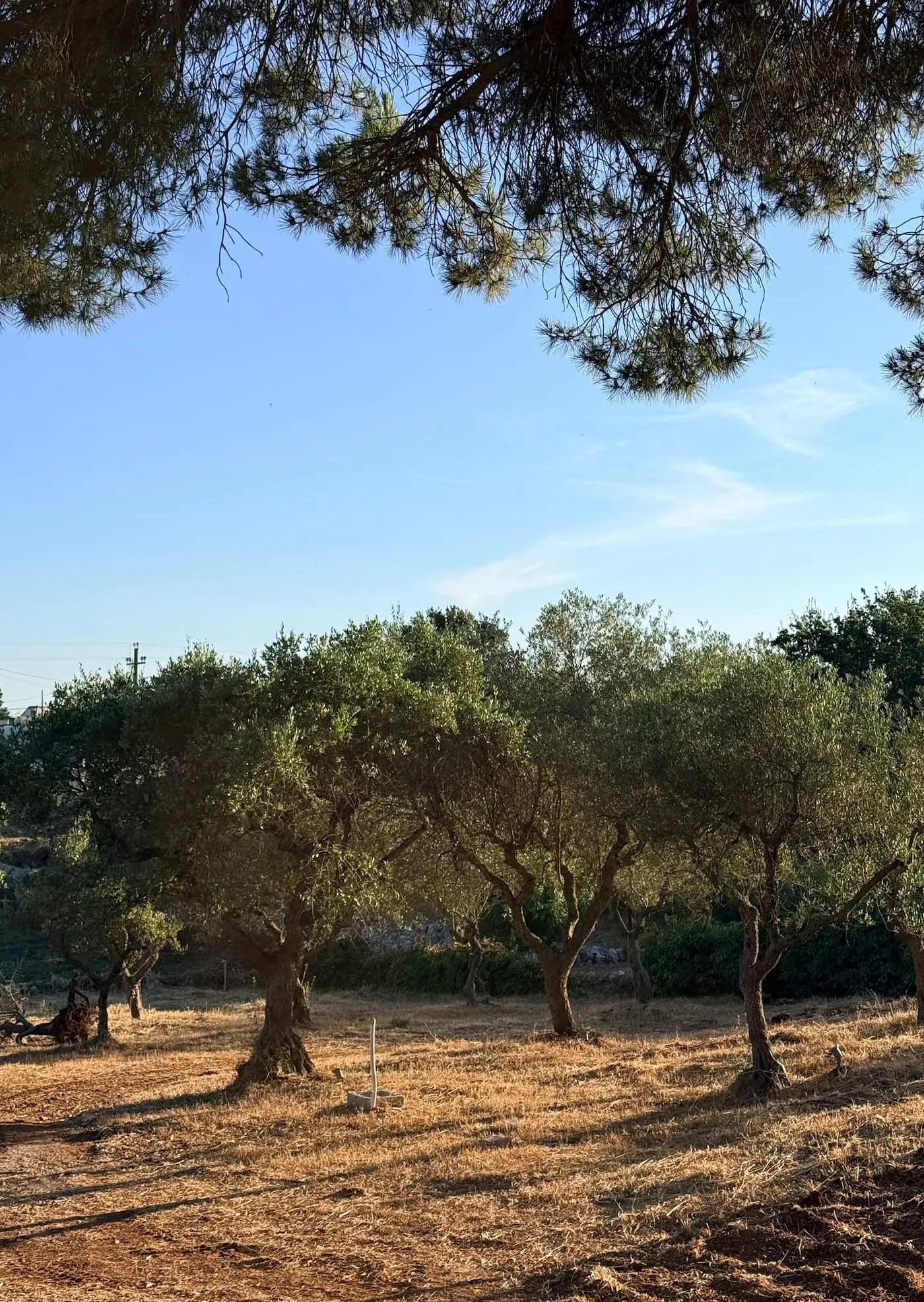 Centuries-old olive trees in the Itria Valley countryside